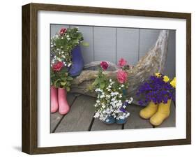 Colorful Rubber Boots Used as Flower Pots, Homer, Alaska, USA-Dennis Flaherty-Framed Photographic Print
