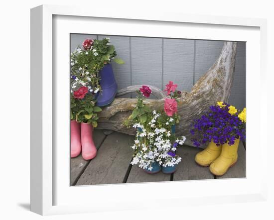 Colorful Rubber Boots Used as Flower Pots, Homer, Alaska, USA-Dennis Flaherty-Framed Photographic Print