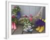 Colorful Rubber Boots Used as Flower Pots, Homer, Alaska, USA-Dennis Flaherty-Framed Photographic Print