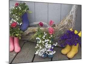 Colorful Rubber Boots Used as Flower Pots, Homer, Alaska, USA-Dennis Flaherty-Mounted Photographic Print