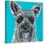 Colorful Schnauzer-Carolee Vitaletti-Stretched Canvas