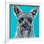 Colorful Schnauzer-Carolee Vitaletti-Framed Premium Giclee Print