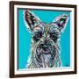 Colorful Schnauzer-Carolee Vitaletti-Framed Premium Giclee Print