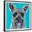 Colorful Schnauzer-Carolee Vitaletti-Framed Premium Giclee Print