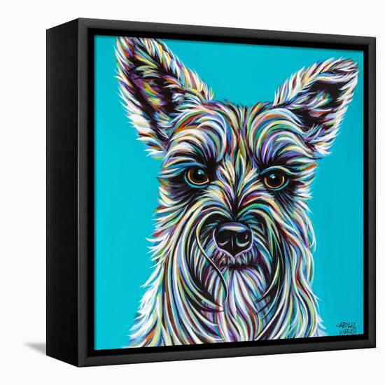 Colorful Schnauzer-Carolee Vitaletti-Framed Stretched Canvas