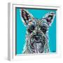 Colorful Schnauzer-Carolee Vitaletti-Framed Art Print