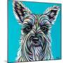 Colorful Schnauzer-Carolee Vitaletti-Mounted Art Print