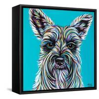 Colorful Schnauzer-Carolee Vitaletti-Framed Stretched Canvas