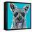 Colorful Schnauzer-Carolee Vitaletti-Framed Stretched Canvas