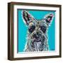 Colorful Schnauzer-Carolee Vitaletti-Framed Art Print