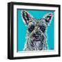 Colorful Schnauzer-Carolee Vitaletti-Framed Art Print