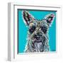 Colorful Schnauzer-Carolee Vitaletti-Framed Art Print