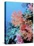 Colorful Sea Fans and other Corals, Fiji, Oceania-Georgienne Bradley-Stretched Canvas