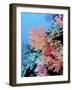 Colorful Sea Fans and other Corals, Fiji, Oceania-Georgienne Bradley-Framed Photographic Print