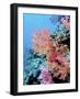 Colorful Sea Fans and other Corals, Fiji, Oceania-Georgienne Bradley-Framed Photographic Print