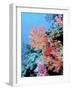 Colorful Sea Fans and other Corals, Fiji, Oceania-Georgienne Bradley-Framed Photographic Print