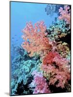 Colorful Sea Fans and other Corals, Fiji, Oceania-Georgienne Bradley-Mounted Photographic Print