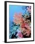 Colorful Sea Fans and other Corals, Fiji, Oceania-Georgienne Bradley-Framed Photographic Print