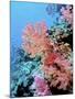 Colorful Sea Fans and other Corals, Fiji, Oceania-Georgienne Bradley-Mounted Photographic Print