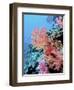 Colorful Sea Fans and other Corals, Fiji, Oceania-Georgienne Bradley-Framed Photographic Print