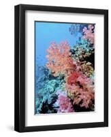 Colorful Sea Fans and other Corals, Fiji, Oceania-Georgienne Bradley-Framed Photographic Print