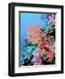 Colorful Sea Fans and other Corals, Fiji, Oceania-Georgienne Bradley-Framed Photographic Print