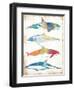 Colorful Sea Life-Milli Villa-Framed Art Print