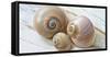 Colorful Sea Snails on Wood-Uwe Merkel-Framed Stretched Canvas