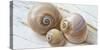 Colorful Sea Snails on Wood-Uwe Merkel-Stretched Canvas