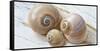 Colorful Sea Snails on Wood-Uwe Merkel-Framed Stretched Canvas