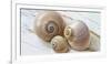 Colorful Sea Snails on Wood-Uwe Merkel-Framed Photographic Print