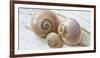 Colorful Sea Snails on Wood-Uwe Merkel-Framed Photographic Print