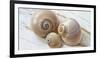 Colorful Sea Snails on Wood-Uwe Merkel-Framed Photographic Print