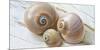 Colorful Sea Snails on Wood-Uwe Merkel-Mounted Photographic Print