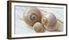 Colorful Sea Snails on Wood-Uwe Merkel-Framed Photographic Print