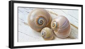 Colorful Sea Snails on Wood-Uwe Merkel-Framed Photographic Print