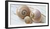 Colorful Sea Snails on Wood-Uwe Merkel-Framed Photographic Print