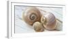 Colorful Sea Snails on Wood-Uwe Merkel-Framed Photographic Print