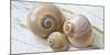 Colorful Sea Snails on Wood-Uwe Merkel-Mounted Photographic Print