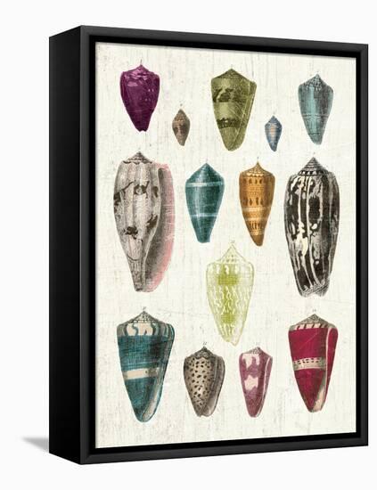 Colorful Shell Assortment I-Wild Apple Portfolio-Framed Stretched Canvas