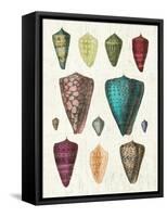 Colorful Shell Assortment II-Wild Apple Portfolio-Framed Stretched Canvas