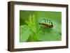 Colorful Shield Bug-YapAhock-Framed Photographic Print