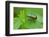 Colorful Shield Bug-YapAhock-Framed Photographic Print