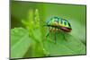 Colorful Shield Bug-YapAhock-Mounted Photographic Print