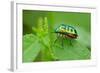 Colorful Shield Bug-YapAhock-Framed Photographic Print