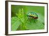 Colorful Shield Bug-YapAhock-Framed Photographic Print