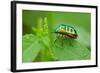 Colorful Shield Bug-YapAhock-Framed Photographic Print