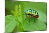 Colorful Shield Bug-YapAhock-Mounted Photographic Print