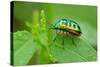 Colorful Shield Bug-YapAhock-Stretched Canvas