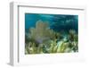 Colorful Soft and Hard Corals Shine , a Coral Reef of Staniel Cay, Bahamas-James White-Framed Photographic Print